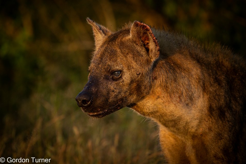 <h2>The Best of South Africa Escorted 2023</h2> 14 Nights | 6 Rounds | March 11 - 25